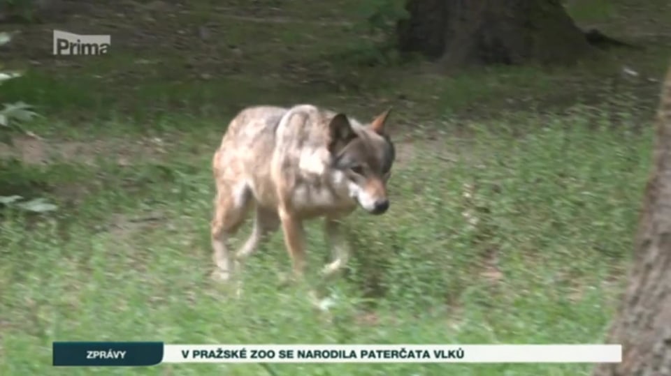 24. 7. 2017 ZPRÁVY: V Pražské Zoo se narodila paterčata vlků
